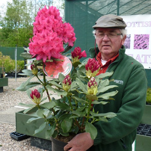 Rhododendron Nova Zembla Hardy Hybrid | ScotPlants Direct